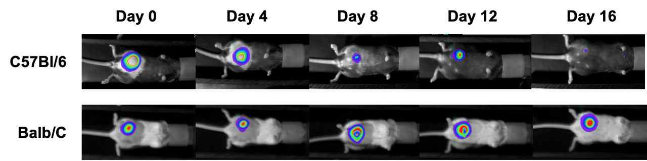 인간 유래 MCF7 유방암세포를 C57Bl/6 생쥐에 이종이식(xenograft) 하였을 경우, 생쥐의 정상 면역반응에 의해 암세포 생착에 어려움이 있음(16일차에 발광신호가 약함). Balb/c 생쥐 유래 유방암 세포인 4T-1을 Balb/c 종에 적용하여 orthotopic syngeneic model을 제작한 경우 암세포가 잘 생착됨을 확인(16일차에 발광신호 증가)
