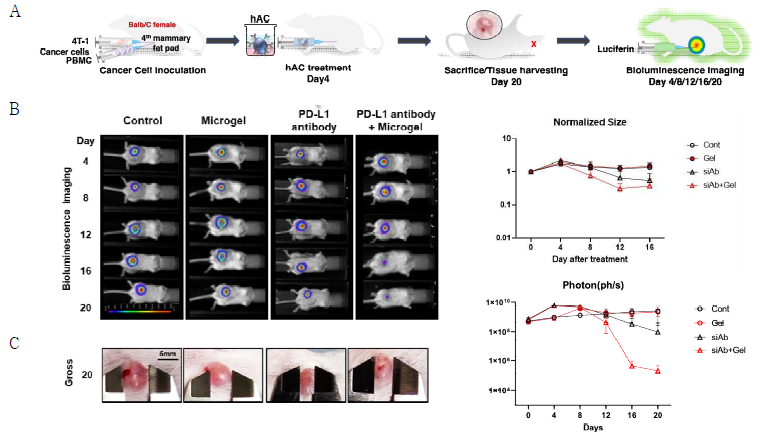 A) Balb/c를 이용한 동소/동종이식(orthotopic syngeneic) 생쥐 모델 제작 . 생쥐유래 4T1 유방 암세포를 Balb/c 생쥐에 도입하여 orthotopic syngenic 모델 생성 후, 생체발광 이미징 과정 도식 B) 그룹별 생체 발광영상(4일 간격). B) 생체 발광영상을 4일 간격으로 촬영 후 정량한 그래프. Control 그룹은 암세포 크기가 계속 증가하여, 면역반응 없이 암세포가 잘 생착됨을 확인. 인공세포의 재료가 되는 마이크로젤 단독으로 주입한 그룹 역시 암세포 신호가 control과 동일하게 증가함. 면역항암제만 넣은 그룹의 암세포 영상 신호는 16일째부터 소폭 감소함. 마이크로젤 기반 인공세포 그룹의 경우 16일차에서 암세포 발광이 큰 폭으로 감소함. C) 20일차 종양 조직 사진 및 그룹별 종양 조직 크기 정량 그래프(ratio)