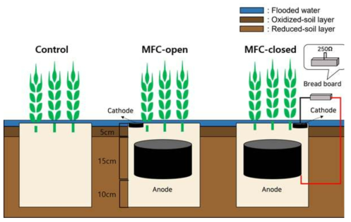 벼 재배 논에서 처리구 설정 및 미생물연료전지 설치 모식도