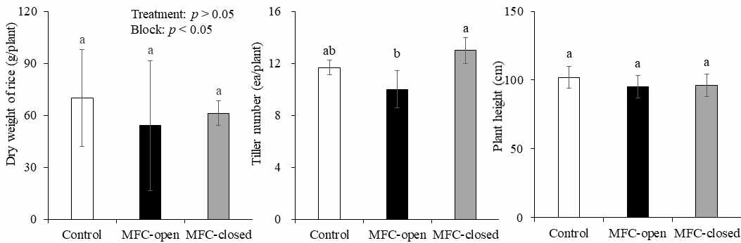 MFC 설치 논에서 재배한 벼의 건중량, 분얼수, 초장