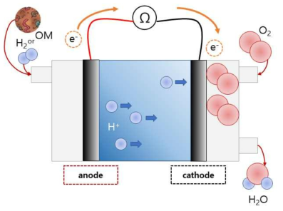 미생물연료전지에서 미생물에 의한 유기물 분해, 전자 생성 및 이동 모식도
