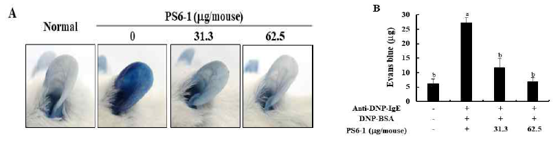 수동피부 감작 알러지 동물 모델에서 PS6-1의 억제효능 평가