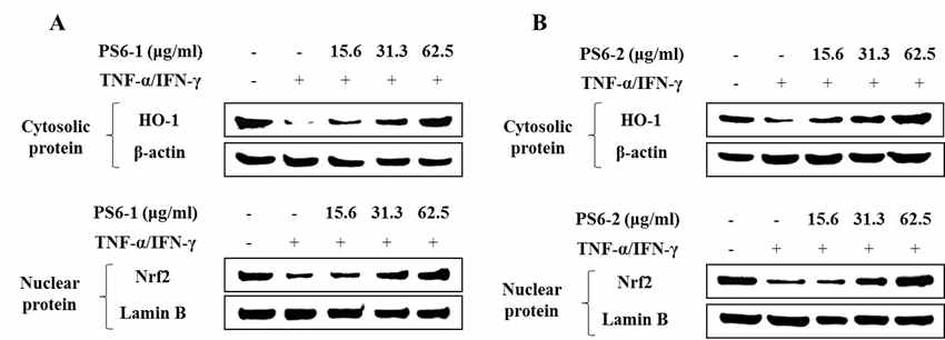 TNF-α/IFN-γ가 처리된 HaCaT 세포에서 HO-1/Nrf2 신호전달 단백질 발현에 대한 PS6-1과 PS6-2의 효능 평가