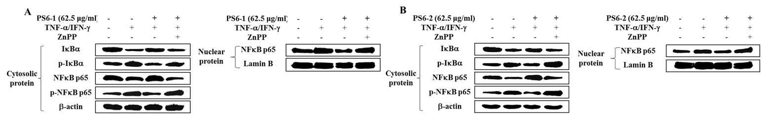 TNF-α/IFN-γ가 처리된 HaCaT 세포에서 PS6-1과 PS6-2가 가지는 NFκB 조절 효과에 대한 HO-1의 영향 평가