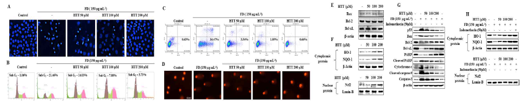 HaCaT 세포에서 미세먼지 처리가 야기하는 산화적 스트레스에 대한 HTT의 영향 평가
