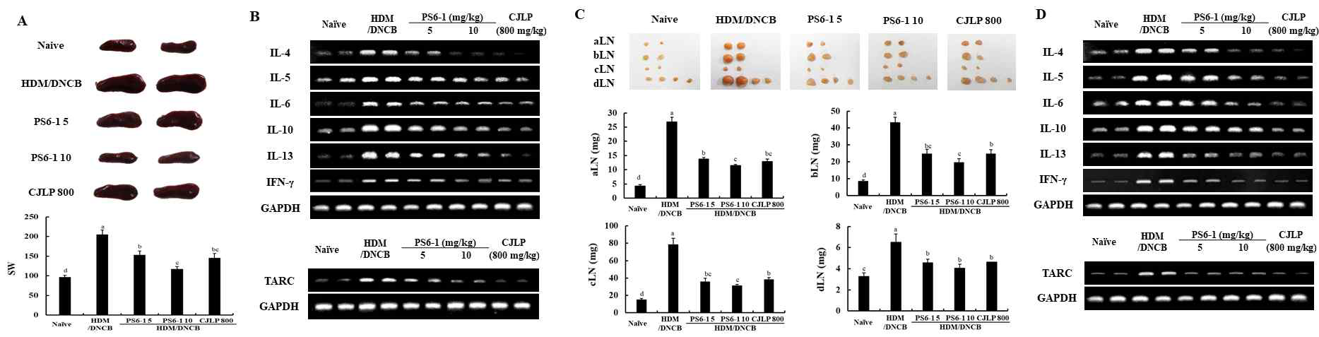 아토피 피부염 동물모델의 비장 및 림프절 내 사이토카인(IL-4, IL-6, IL-10, IL-13 또는 TNF-alpha)의 mRNA 발현량에 대한 PS6-1의 영향 확인