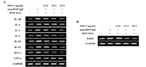 활성화된 BMCMC에서 염증성 cytokine와 chemokine mRNA 발현에 대한 PS6-1의 억제 효능