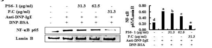 활성화된 BMCMC에서 NF-κB 신호전달 단백질에 대한 PS6-1의 억제 효능