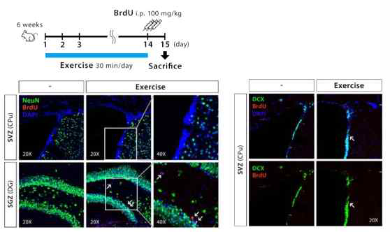 규칙적 운동수행 후 neurogenesis 지표평가