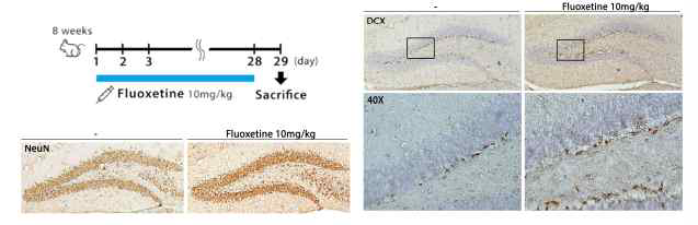 항우울제 투여 후 neurogenesis 지표평가