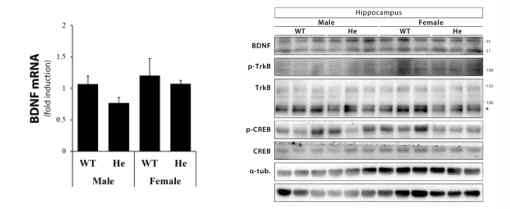 LRRK2G2019S hippocampus 영역에서 BDNF의 mRNA, 단백 발현 평가