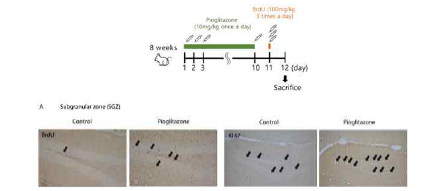 PPARγ ligand pioglitazone 투여에 의한 neurogenesis 지표 발현 비교