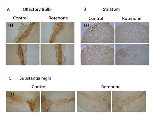 신경독소 Rotenone 투여에 의한 불안/우울장애 실험동물모델 구축