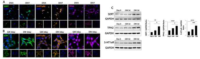 HT22 분화에 의한 세로토닌 신경세포 특성 변화