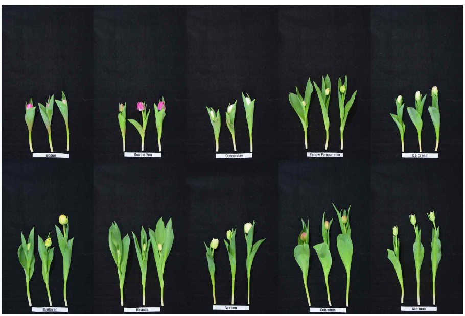 The appearance of cut flowers after harvest to varieties in group of Double early and late under green LED light in the facility