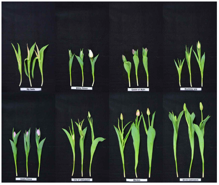 The appearance of cut flowers after harvest to varieties in group of Single early and late under green LED light in the facility