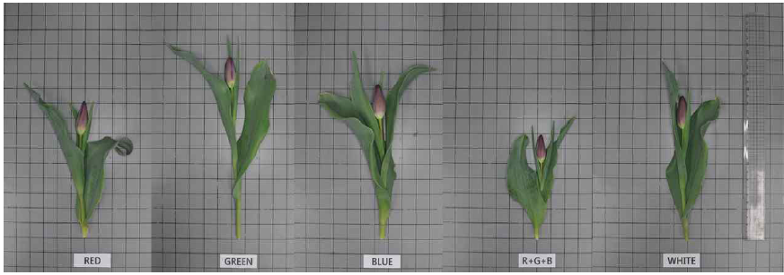The appearance of cut flowers after harvest according to light quality by light emitting diode in Tulipa gesneriana ‘Negrita’