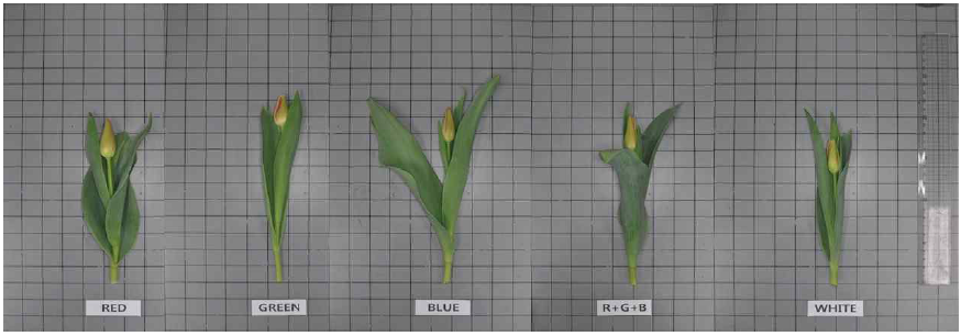 The appearance of cut flowers after harvest according to light quality by light emitting diode in Tulipa gesneriana ‘Furand’