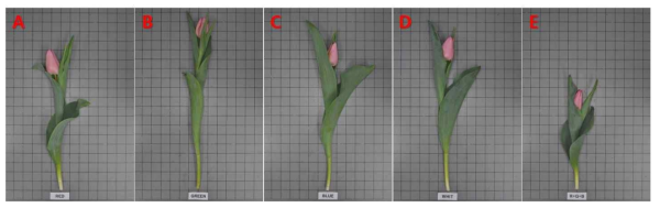 The appearance of cut flowers after harvest according to light quality by light emitting diode in Tulipa gesneriana ‘Leser Game’