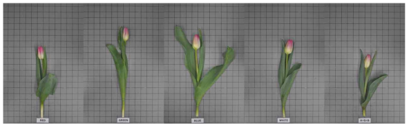 The appearance of cut flowers after harvest according to light quality by light emitting diode in Tulipa gesneriana ‘Innuendo’