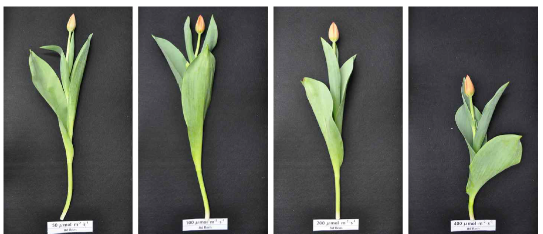 The appearance of cut flowers after harvest according to light intensity by light emitting diode of green in Tulipa gesneriana ‘Ad Rem’