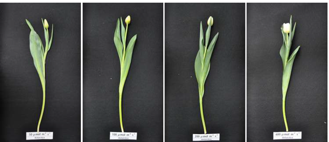 The appearance of cut flowers after harvest according to light intensity by light emitting diode of green in Tulipa gesneriana ‘Antarctica’