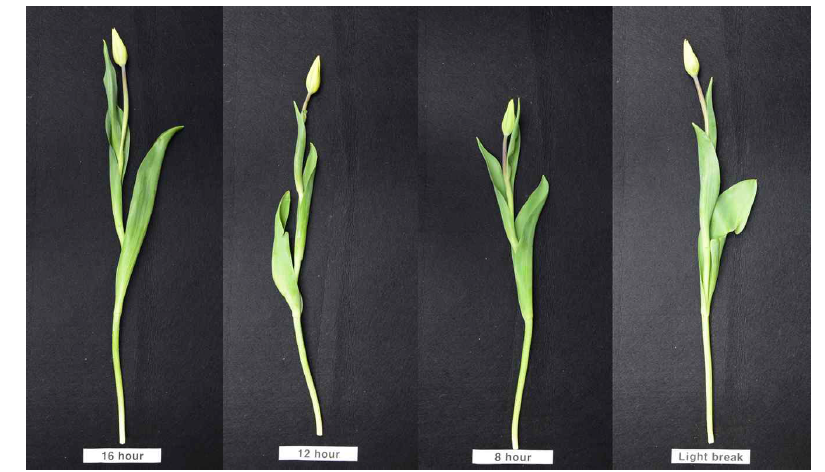 The appearance of cut flowers of tulips ‘Strong Gold’ after harvest according to photoperiod in a facility using green light emitting diode