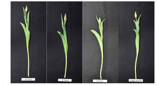 The appearance of cut flowers of Tulips ‘Strong Love’ after harvest according to photoperiod in a facility using green light emitting diode