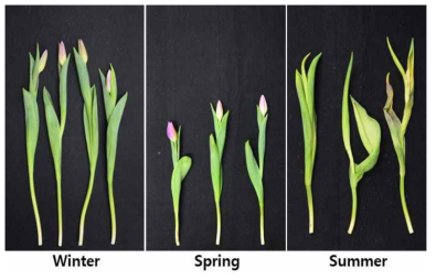 Appearance of cut flowers after harvest according to planting season in first experiment of tulips ‘Purple Flag’ under green LED light in the facility
