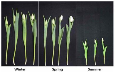 Appearance of cut flowers after harvest according to planting season in first experiment of tulip ‘Snowboard’ under green LED light in the facility