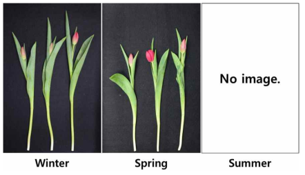Appearance of cut flowers after harvest according to planting season in first experiment of tulip ‘Red Power’ under green LED light in the facility