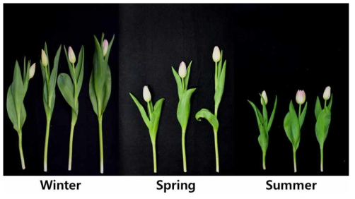 Appearance of cut flowers after harvest according to planting season in first experiment of tulip ‘Dynasty’ under green LED light in the facility