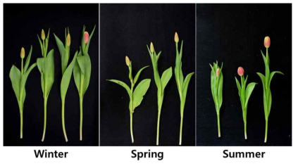 Appearance of cut flowers after harvest according to planting season in first experiment of tulip ‘Leen van Der Mark’ under green LED light in the facility