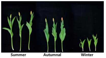 Appearance of cut flowers after harvest according to planting season in second experiment tulip ‘Triple A’ under green LED light in the facility