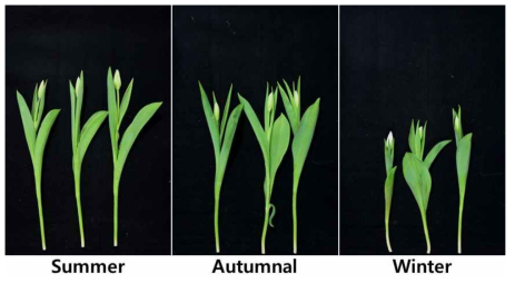 Appearance of cut flowers after harvest according to planting season in second experiment of tulip ‘Hakuun’ under green LED light in the facility