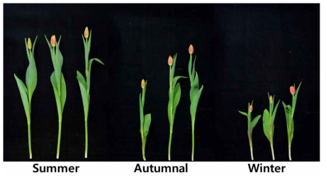 Appearance of cut flowers after harvest according to planting season in second experiment of tulip ‘Denmark’ under green LED light in the facility
