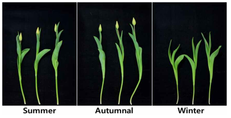 Appearance of cut flowers after harvest according to planting season in second experiment of tulip ‘Strong Gold’ under green LED light in the facility