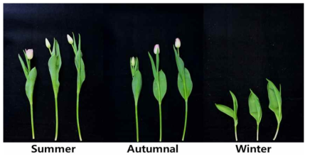 Appearance of cut flowers after harvest according to planting season in second experiment of tulip ‘Dynasty’ under green LED light in the facility