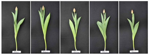 Appearance of cut flowers after harvest according to EC level by green light emitting diode in Tulipa gesneriana‘Ad Rem’