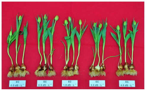 The appearance of cut flowers of Tulips ‘Viking’ after harvest according to EC concentration during hydroponic cultivation in a facility using green light emitting diode