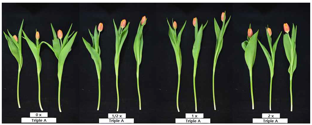 The appearance of cut flowers after harvest according to the amount of fertilization of tulip ‘Triple A’ under green LED light in the facility