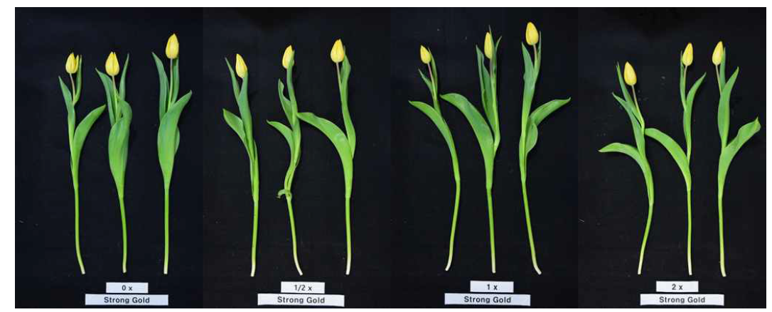 The appearance of cut flowers after harvest according to the amount of fertilization of tulip ‘Strong Gold’ under green LED light in the facility