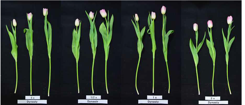 The appearance of cut flowers after harvest according to the amount of fertilization of tulip ‘Dynasty’ under green LED light in the facility