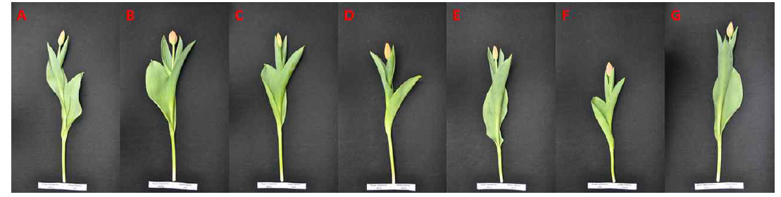The appearance of cut flowers after harvest according to mixed ratio of cultured soil by green light emiting diode in Tulip ‘Ad Rem’. (Mixed ratio of Peatmoss and Pearlite A : 100:0, B : 80:20, C : 60:40, D: 40:60, E : 20:80, F : 0:100, G : Biosangto(50):Pearlite(50))