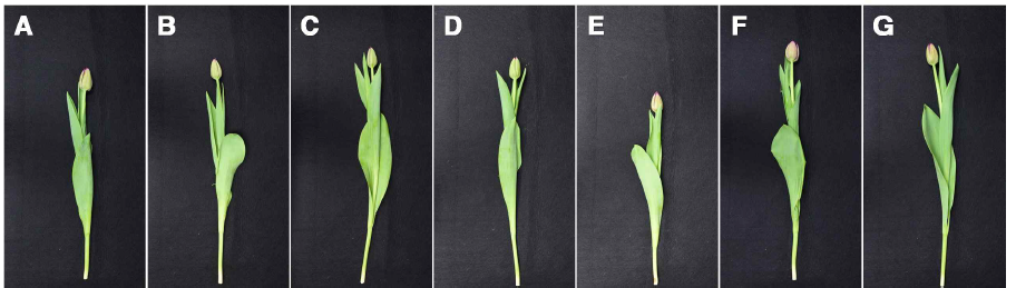 The appearance of cut flowers after harvest according to mixed ratio of cultured soil by green light emiting diode in Tulip ‘Curly sue’. (Mixed ratio of Peatmoss and Pearlite A : 100:0, B : 75:25, C : 50:50, D: 25:75, E : 0:100, F : Biosangto 100, G : Biosangto(50):Pearlite(50))