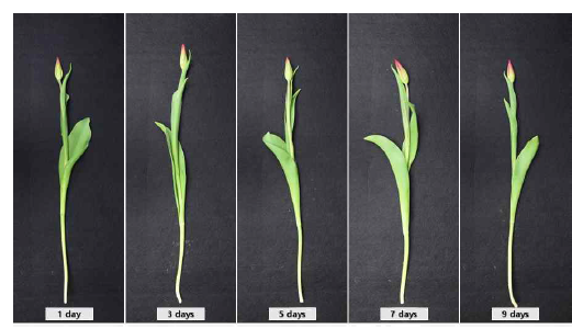 Appearance of cut flowers of tulips ‘Strong Love’ after harvest according to irrigation intervals using spray irrigation in a facility using green light emitting diode