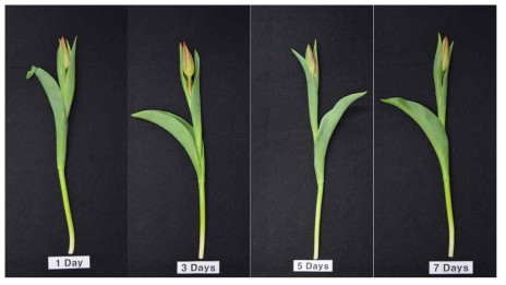 Appearance of cut flowers after harvest of the Tulip Strong Love’ according to interval of bottom irrigation under green light emitting diode in the facility