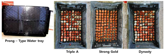 The appearnce of Prong-Type Water tray used in this experiment and the after planting of tulips