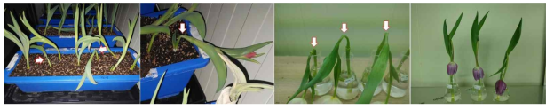 Calcium deficiency may produce glassy stems during the growth phase, which later fall over. Topple sometimes occurs in the flower after harvesting. So-called ‘topple’ of a tulip stem