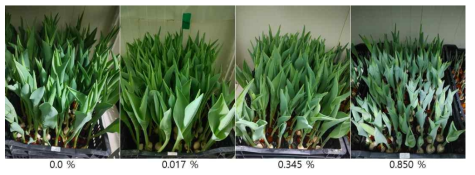 The appearance of growth of the Tulip ‘Triple A’ by calcium fertilization level under green LED light in the plant facility at 17 days after planting